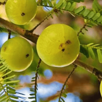 Home 6 Amlakhi - Supplements