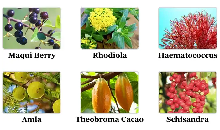 Mitolyn - Ingredients